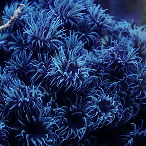 Fluorescent Black Sun Coral (Tubastrea)