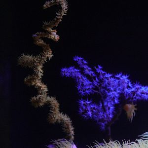 Orange / Yellow Wire Coral and Gorgonian