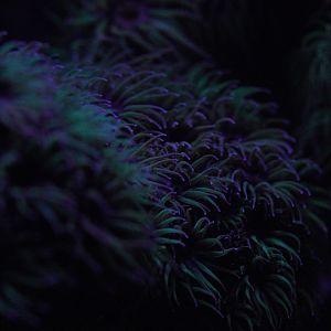 Fluorescent Black Sun Coral (Tubastrea)