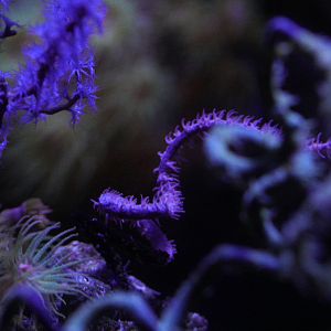 Pink Wire Coral / Sun Coral / Gorgonian