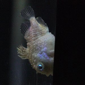 Pacific Spiny Lumpsucker (Eumicrotremus orbis)