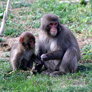 Young Japanese Macaques