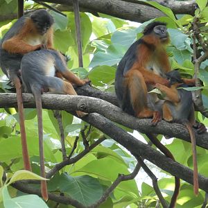 Temminck's red colobus group