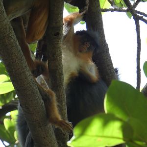 Temminck's red colobus youngster