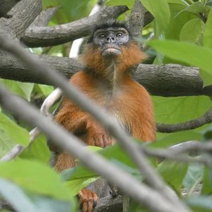 Temminck's red colobus