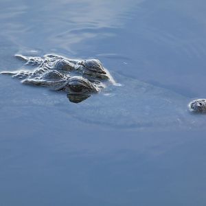 West African crocodile