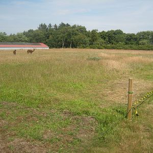Dyrenes Verden - Alpaca exhibit
