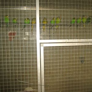 Dyrenes Verden - "Bird hallway" - Mixed parrot aviary #1