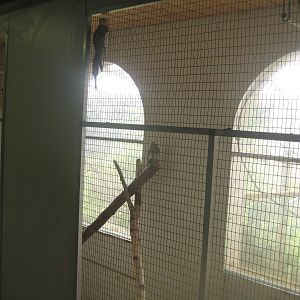 Dyrenes Verden - "Bird hallway" - Cockatiel aviary