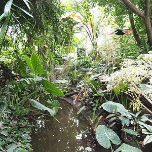 Pond and vegetation in Tropicalia greenhouse, With flying White-crested turaco, 2022-09-15