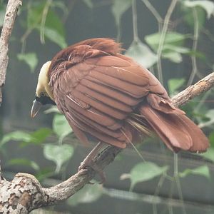 Greater bird-of-paradise (Paradisaea apoda), 2022-09-14