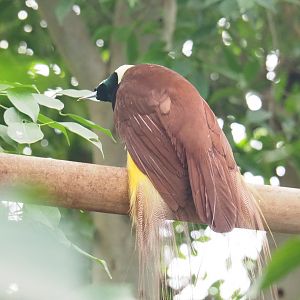 Greater bird-of-paradise (Paradisaea apoda), 2022-09-14