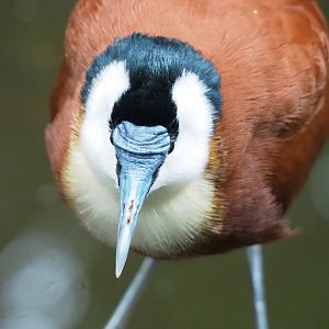 African jacana (Actophilornis africanus), 2022-09-14