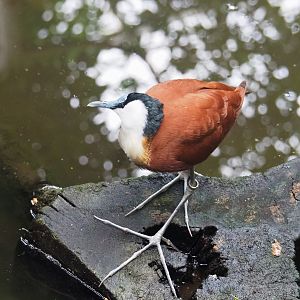 African jacana (Actophilornis africanus), 2022-09-14