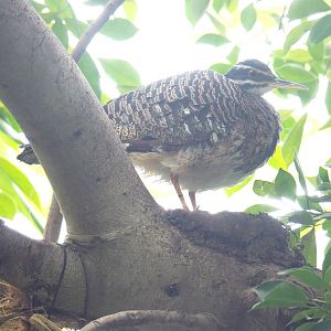 Sunbittern (Eurypyga helias), 2022-09-14