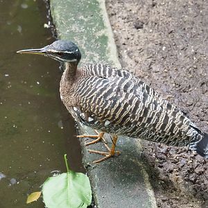 Sunbittern (Eurypyga helias), 2022-09-15