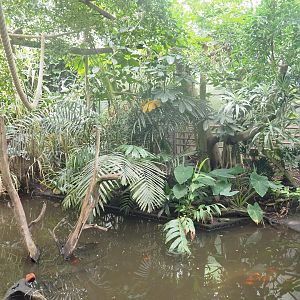 Pond in the Tropicalia greenhouse, 2022-09-14