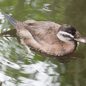 White-headed duck  (Oxyura leucocephala), 2022-09-14