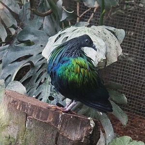 Nicobar pigeon (Caloenas nicobarica), 2022-09-14