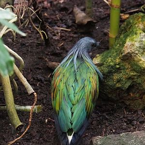 Nicobar pigeon (Caloenas nicobarica), 2022-09-15
