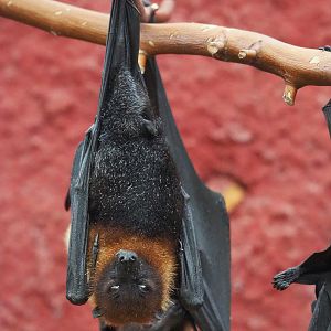 Lyle's flying fox (Pteropus lylei), 2022-09-14