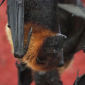 Lyle's flying fox (Pteropus lylei), 2022-09-14