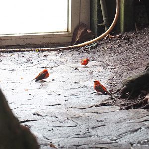 Madagascar fodies (Foudia madagascariensis), 2022-09-15