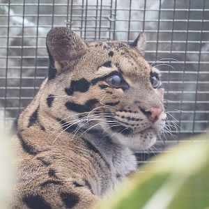 Indochinese clouded leopard (Neofelis nebulosa nebulosa), 2022-09-15