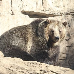 Grizzly Ridge - Grizzly Bear