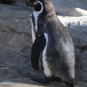Penguin and Puffin Coast - Humboldt Penguin