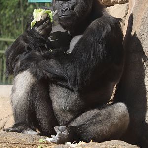 Fragile Forest - Western Lowland Gorilla