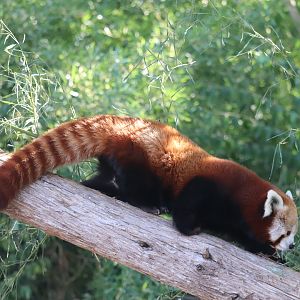 The Wild - Red Panda