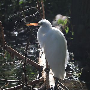 Cypress Swamp - Great Egret