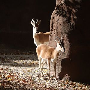 Red Rocks - Soemmerring's Gazelle