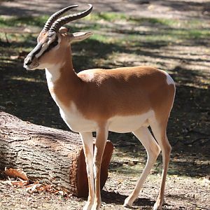 Red Rocks - Soemmerring's Gazelle