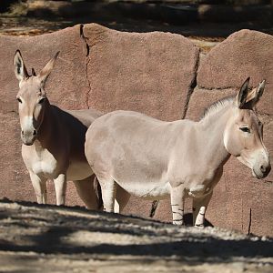 Red Rocks - Somali Wild Ass