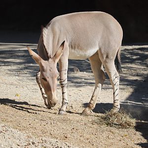 Red Rocks - Somali Wild Ass