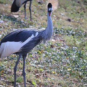 Red Rocks - East African Crowned Crane