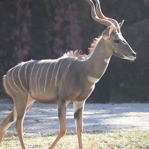 Red Rocks - Lesser Kudu
