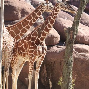 Red Rocks - Reticulated Giraffe