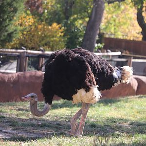 Red Rocks - Ostrich