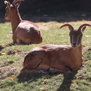 Red Rocks - Transcaspian Urial