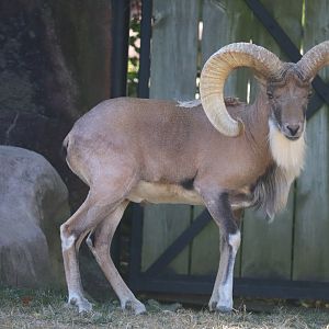 Red Rocks - Transcaspian Urial