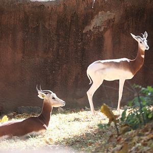 Red Rocks - Addra Gazelle