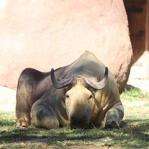 Red Rocks - Sichuan Takin