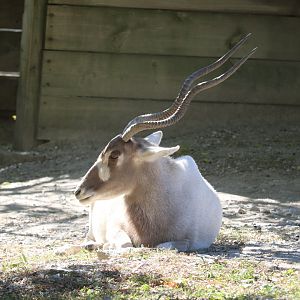 Red Rocks - Addax