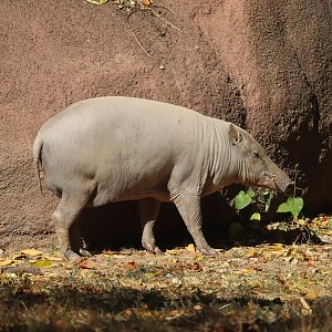 Red Rocks - Babirusa