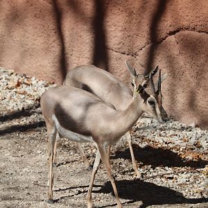 Red Rocks - Speke's Gazelle