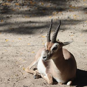 Red Rocks - Speke's Gazelle