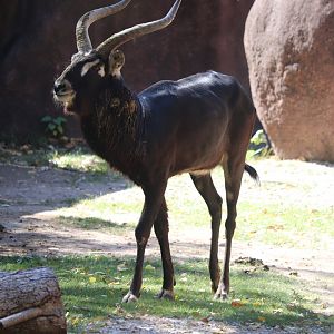 Red Rocks - Nile Lechwe